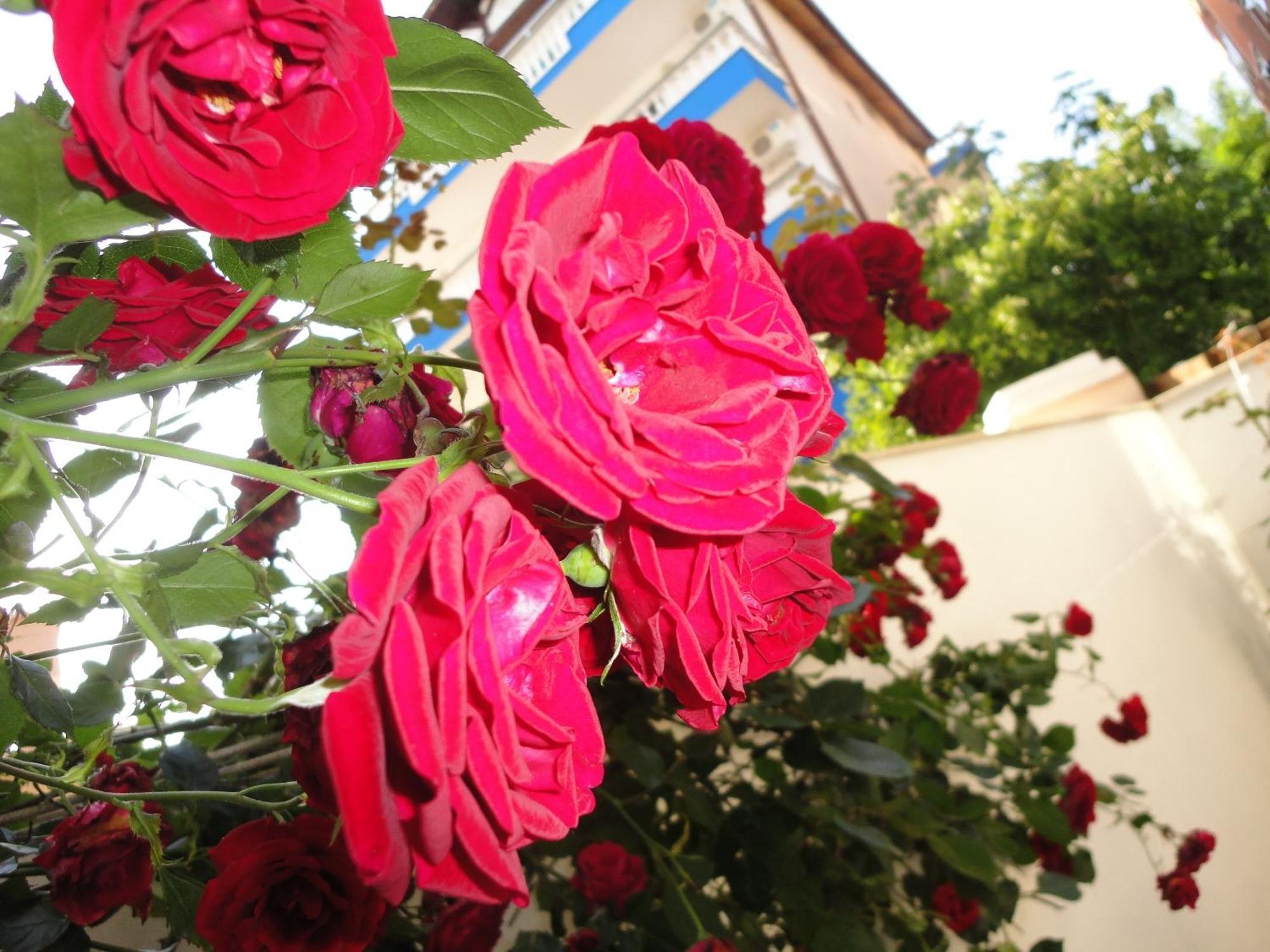 Borko Guest House Primorsko Exterior photo